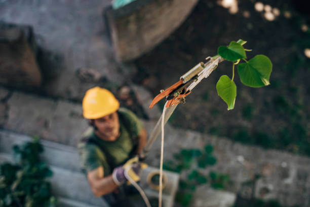 Best Large Tree Removal  in Center Point, AL